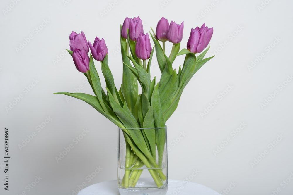 Tulpen Tulpen