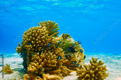 Coral reef at Maldives #62780875