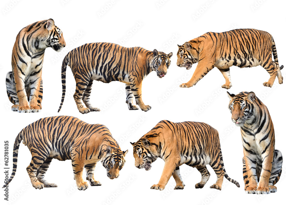 Naklejka premium tygrys bengalski na białym tle kolekcja