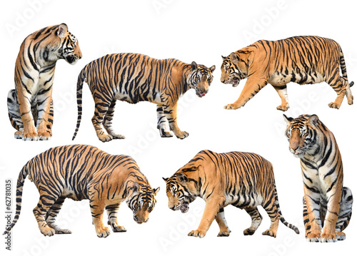 Murais de parede bengal tiger isolated collection