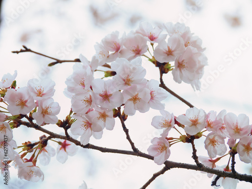 Yoshino cherry tree branch in full bloom in the sky background