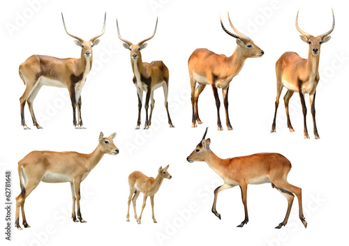 collection of red lechwe isolated photo