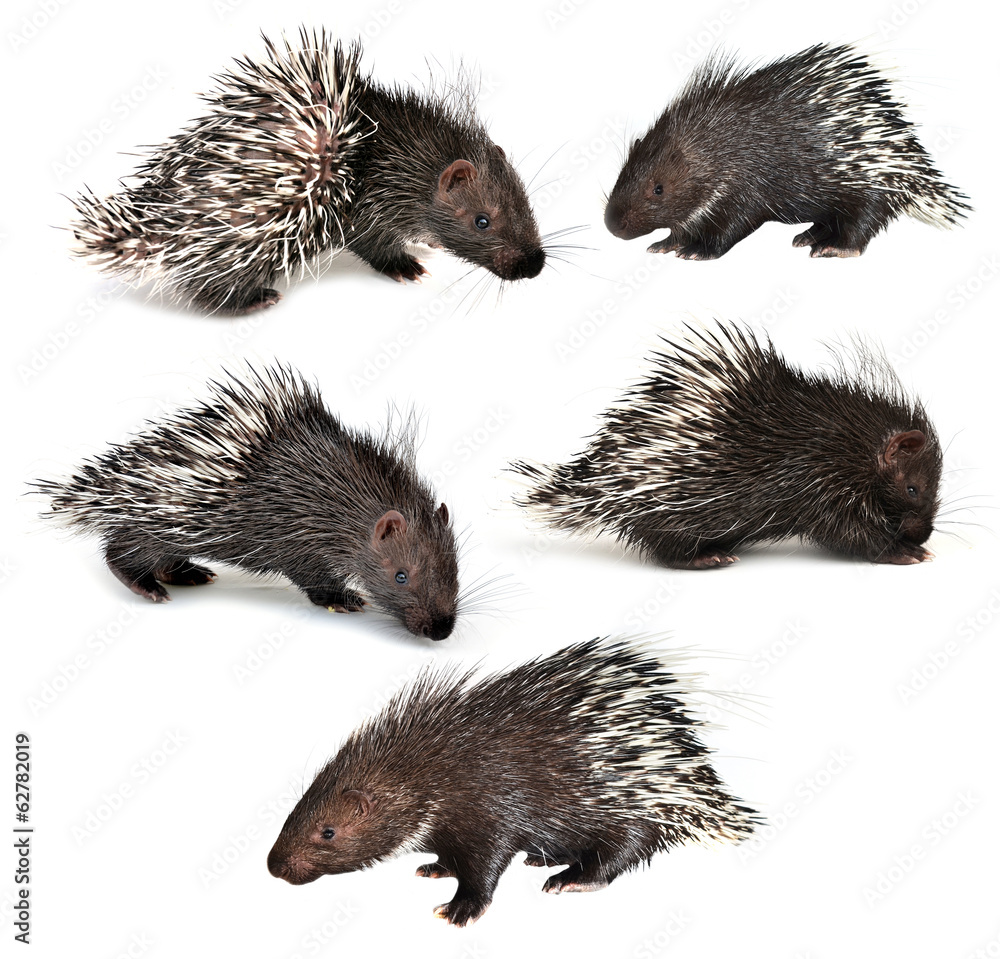 collection of porcupine isolated collection of porcupine isolated