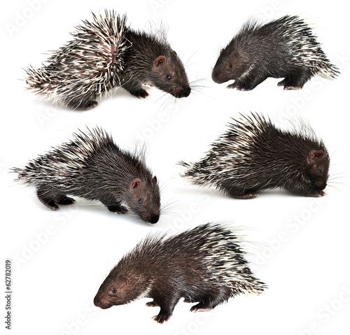 collection of porcupine isolated photo