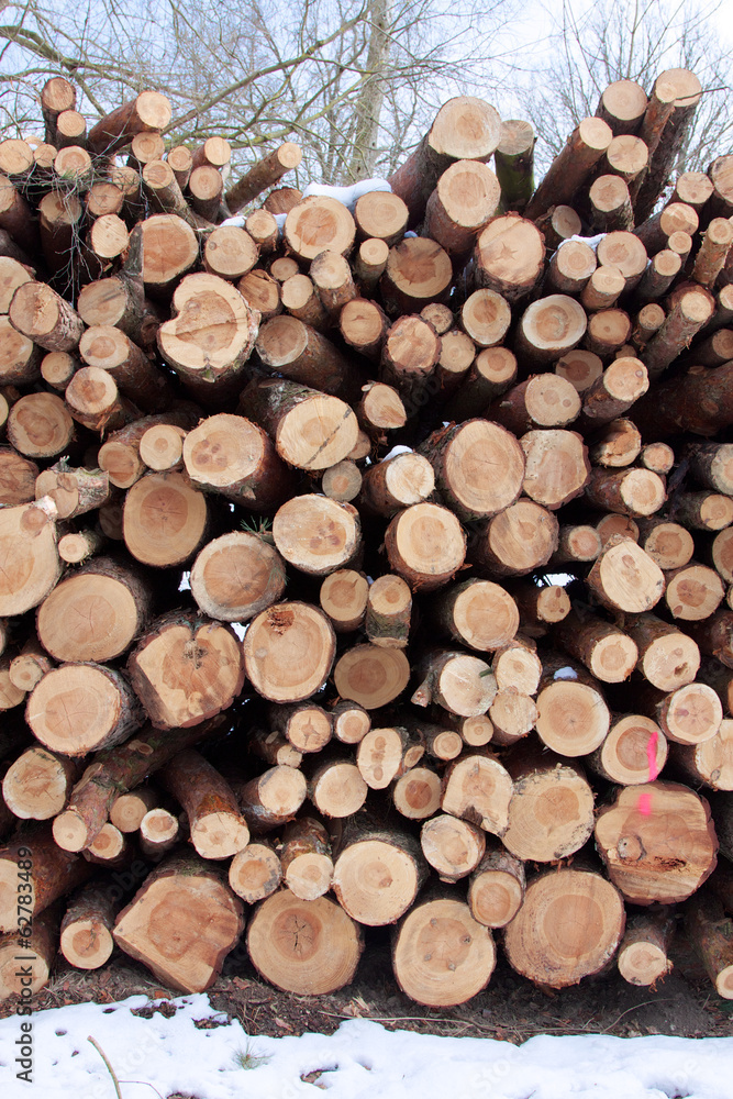 Wood Stacked in Winter Forest