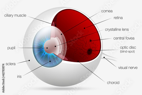 internal structure of the human eye photo