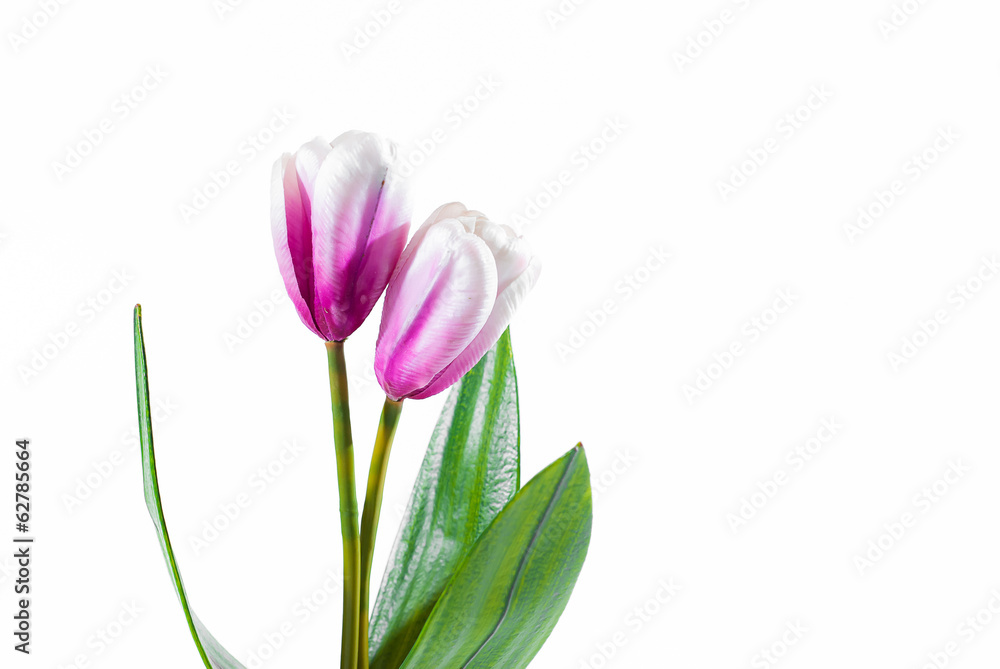 Beautiful bouquet of tulips on a white background Beautiful bouquet of tulips on a white background