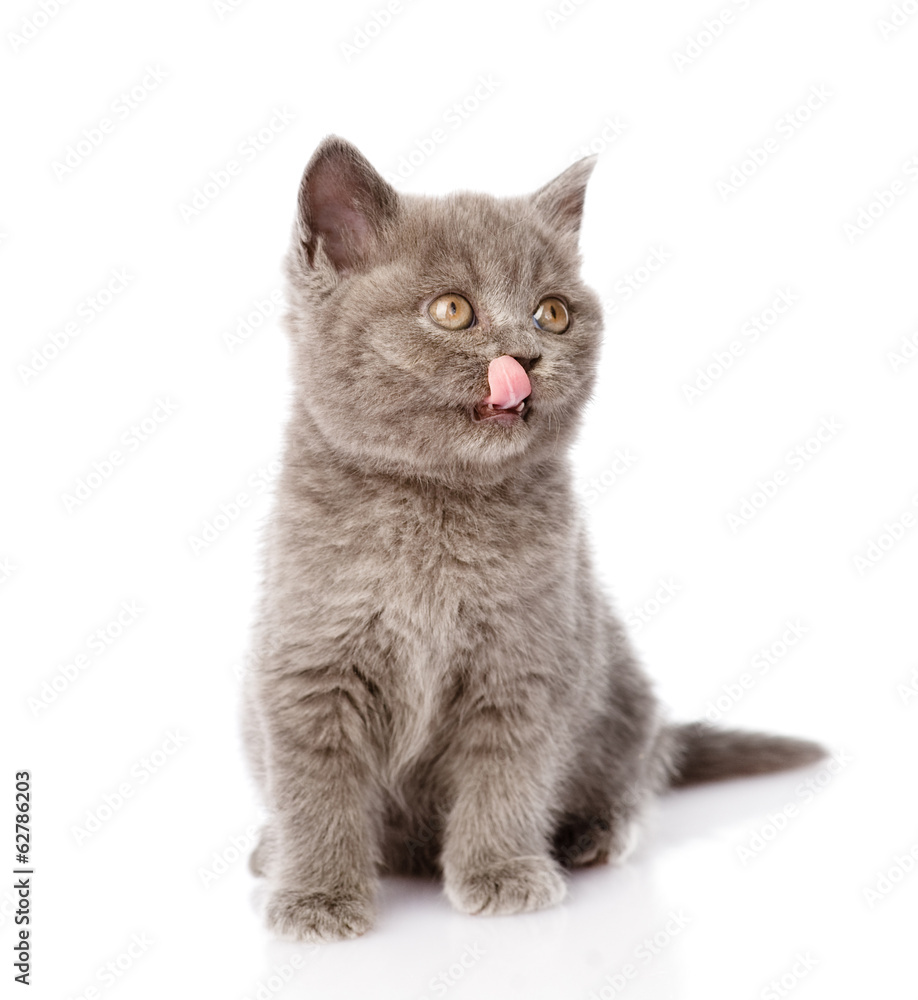 little british shorthair kitten licks his lips. isolated 