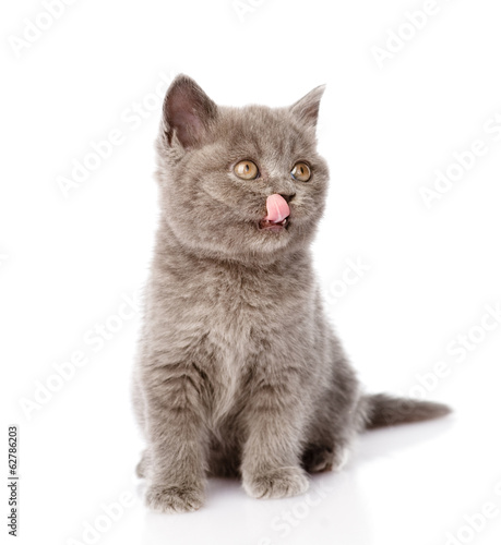 little british shorthair kitten licks his lips. isolated  © Ermolaev Alexandr