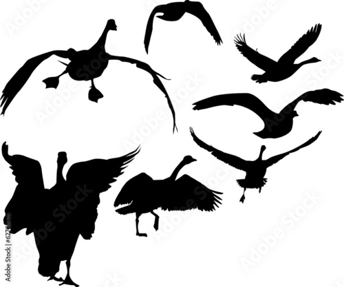Geese in flight silhouettes