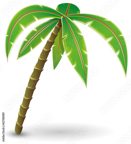 Palm tree.