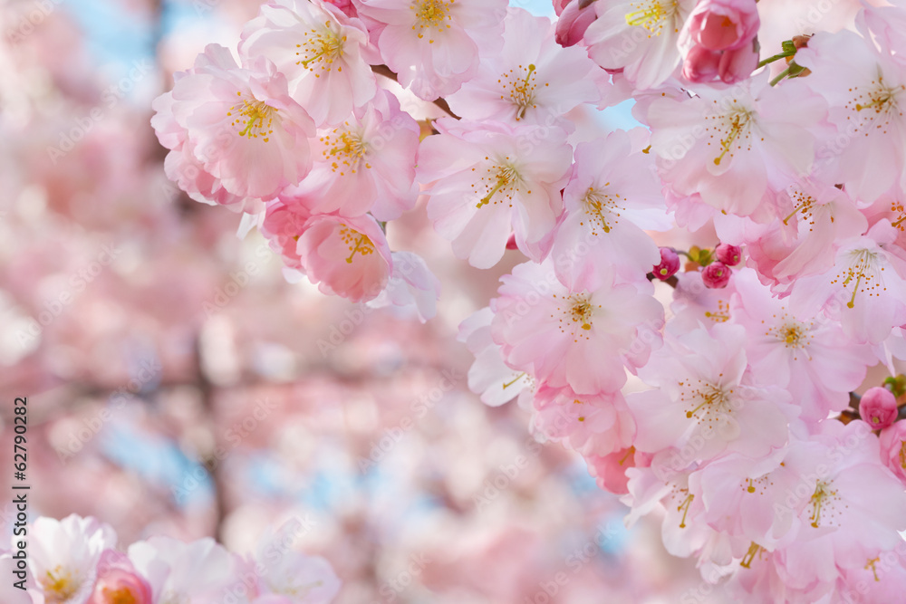 Spring flowers border on background with pink blossom Spring flowers border on background with pink blossom