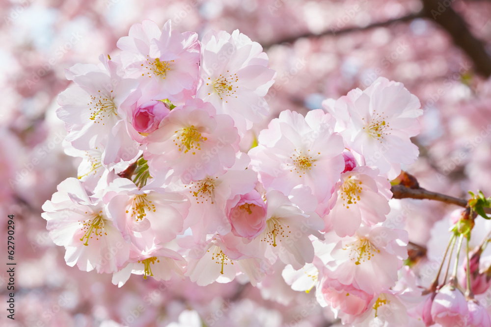 Spring twig with flowers on background with pink blossom Spring twig with flowers on background with pink blossom
