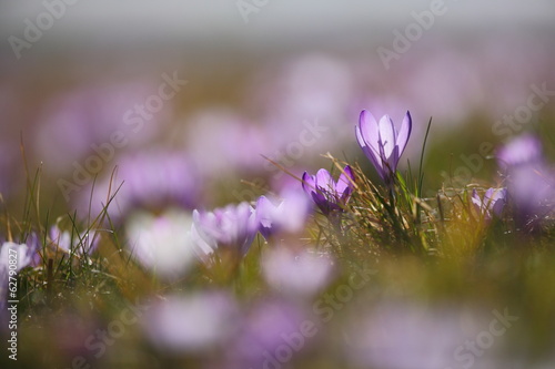 Krokuswiese / Krokusblüte / Crocus vernus / Frühlingskrokus