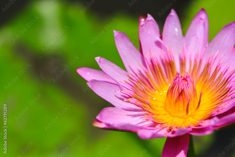 Lotus Lotus