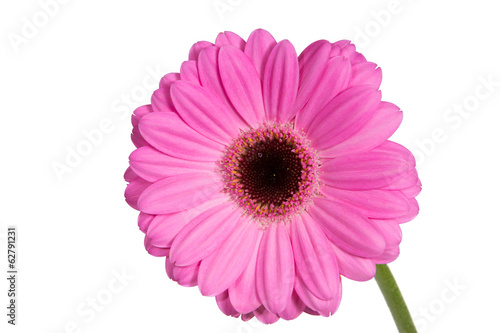 Bright and large pink gerbera on the white background.