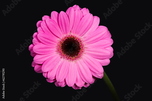 Fototapeta Naklejka Na Ścianę i Meble -  Bright and large pink gerbera on the black background.