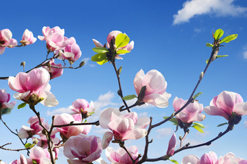 Keuken achterwand Magnolia Magnoliaboom met roze lentebloesems  © Alina G
