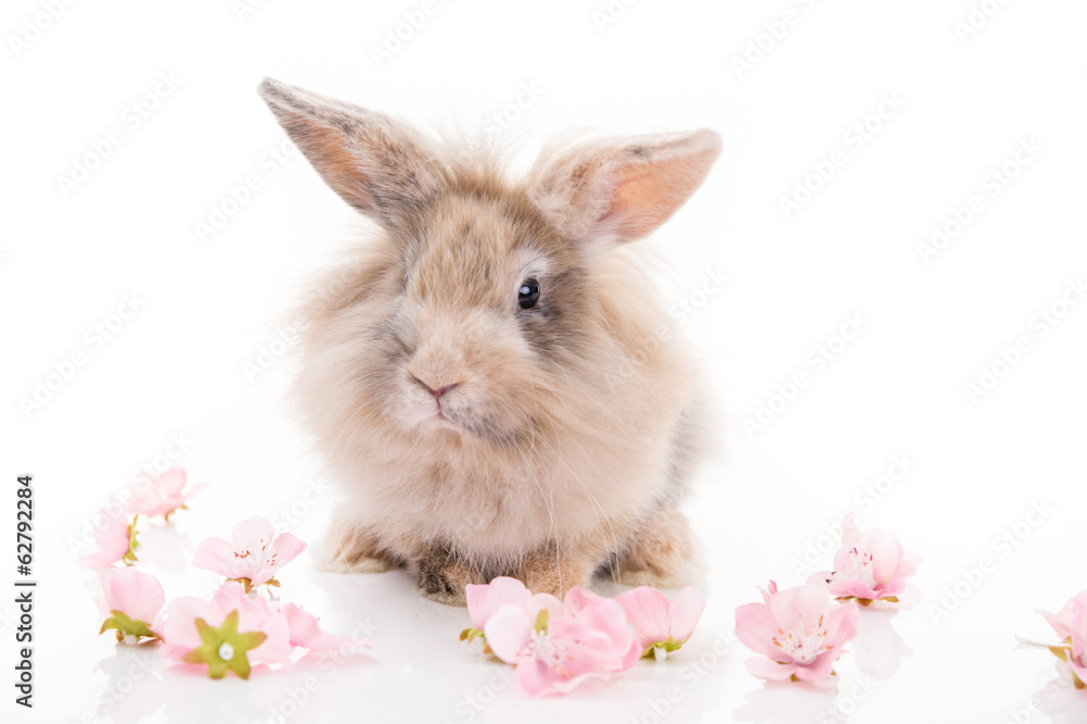 Fototapeta premium Kaninchen mit Blüten freigestellt