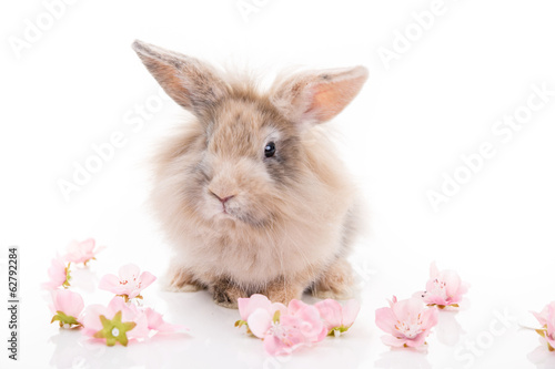 Kaninchen mit Blüten freigestellt