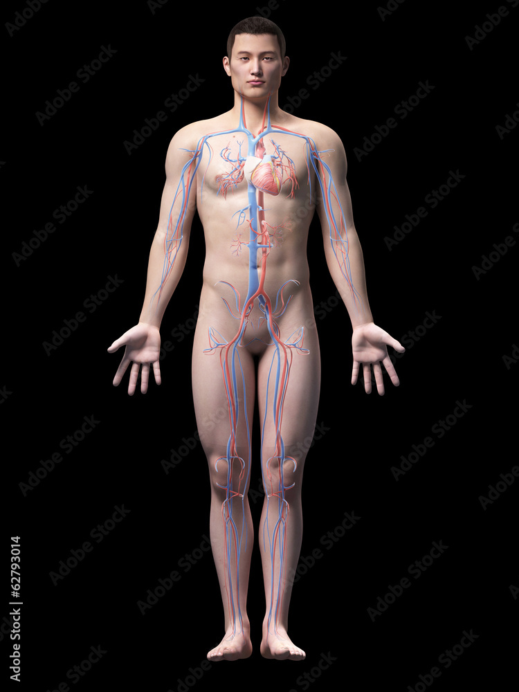Naklejka premium illustration of the vascular system of an asian male guy