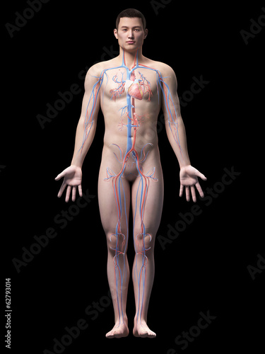 illustration of the vascular system of an asian male guy