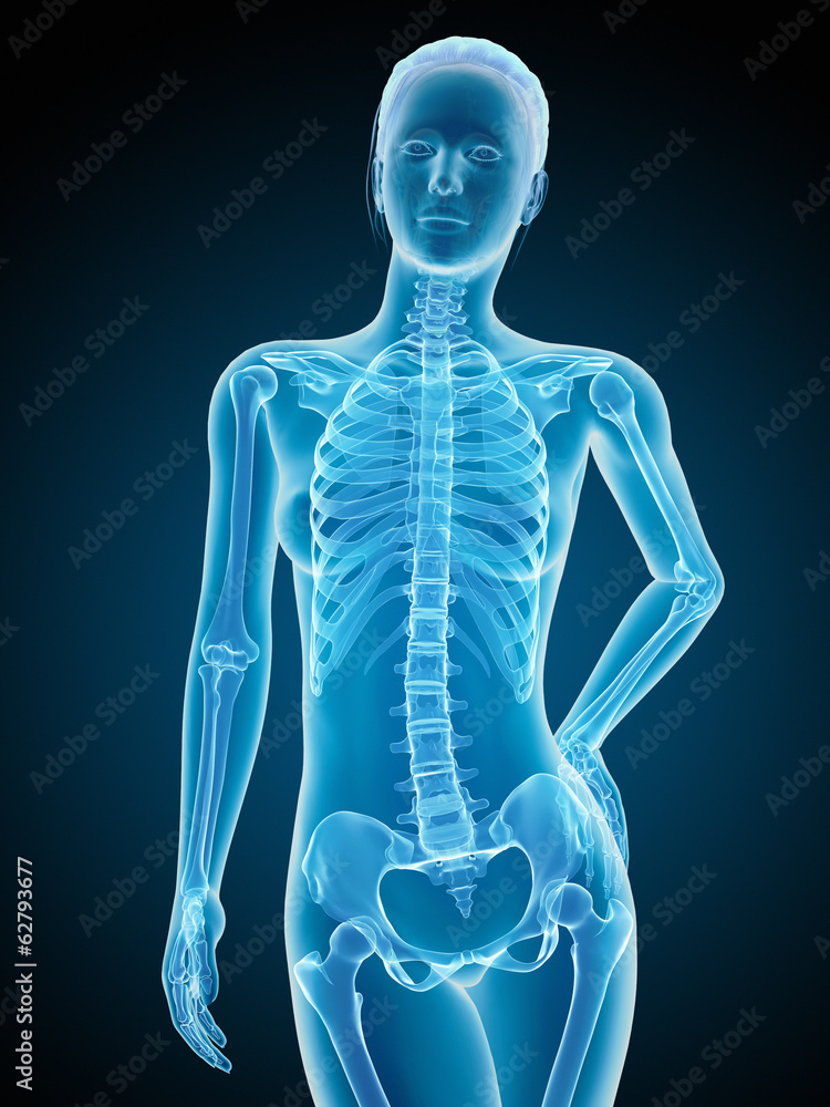 medical illustration of the female skeleton medical illustration of the female skeleton