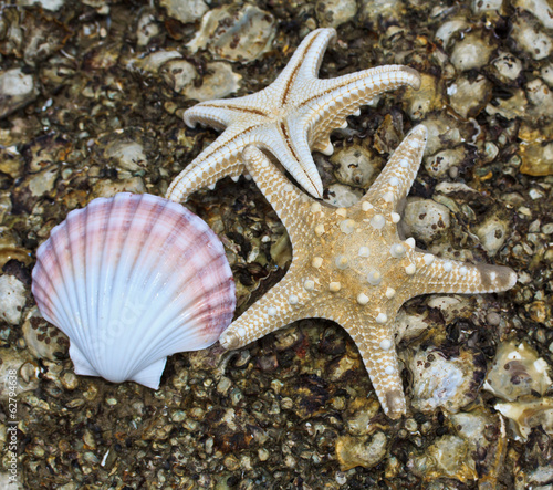 Starfishs and shells on the beach