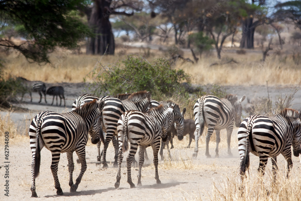 Obraz premium Zebras rushing down to rivers