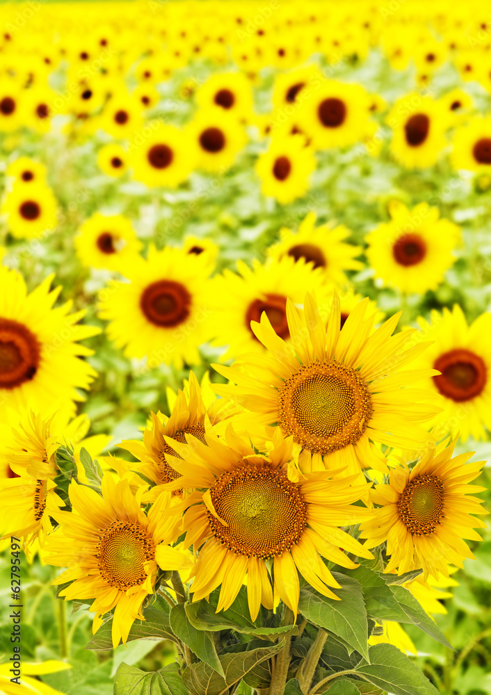 Naklejka premium sunflowers on a field
