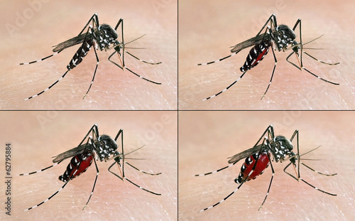 Tiger mosquito (Aedes albopictus) having a blood meal