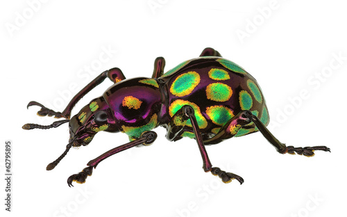 Tableau sur toile Amazing exotic weevil Pachyrhynchus gemmatus