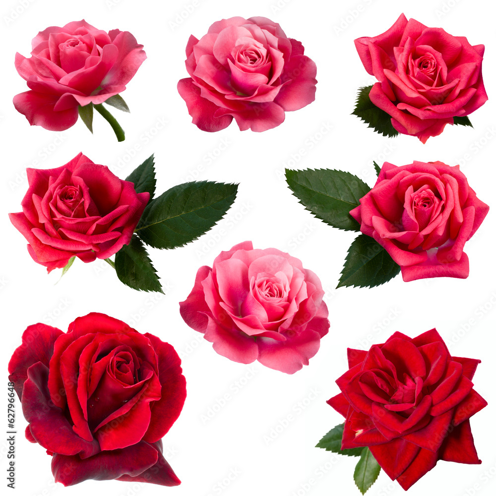 collage of eight red roses collage of eight red roses