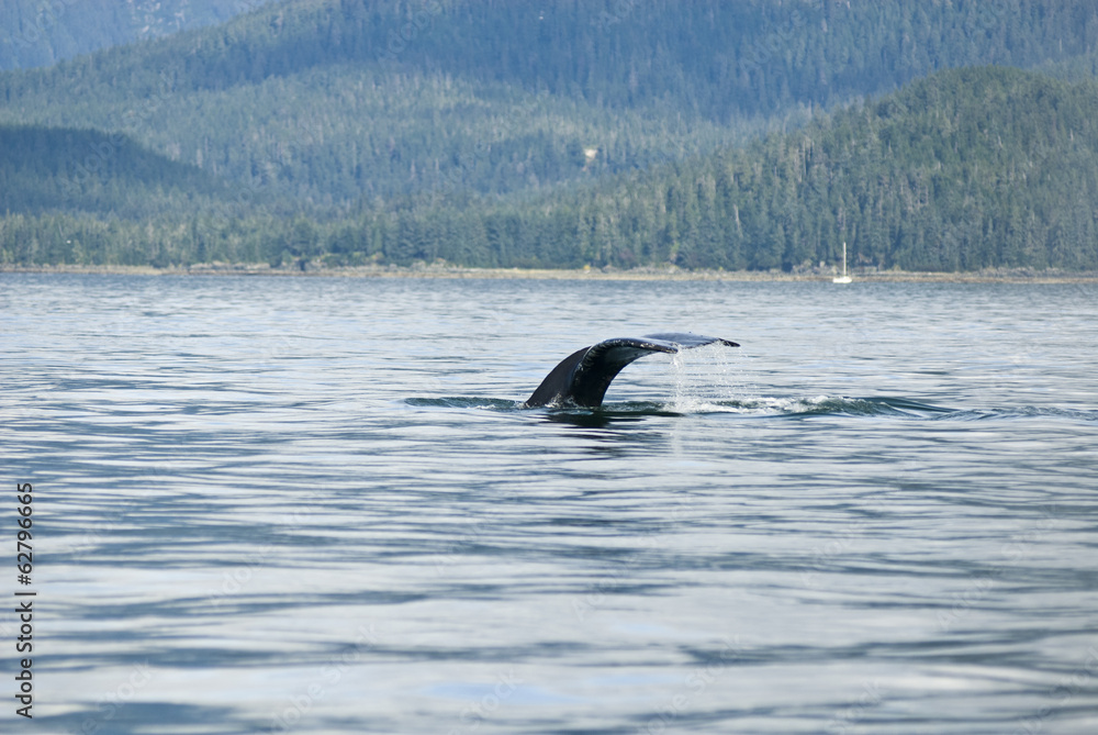 Alaska - Juneau - Whale Watching - Humpback Whale Tail Alaska - Juneau - Whale Watching - Humpback Whale Tail