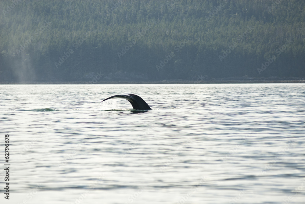 Fototapeta premium Alaska - Juneau - Whale Watching - Humpback Whale Tail