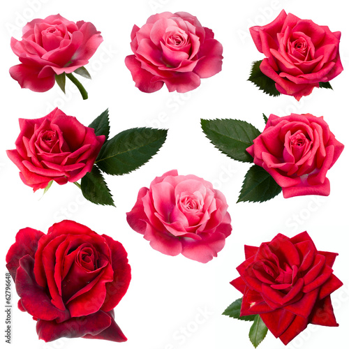 collage of eight red roses