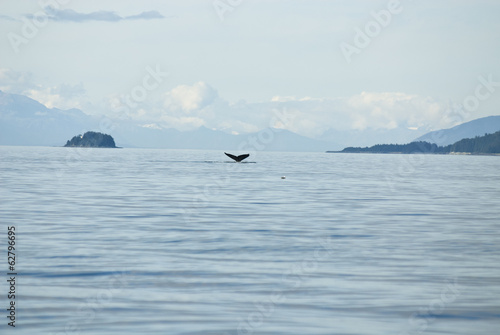 Alaska - Juneau - Whale Watching - Travel Destination