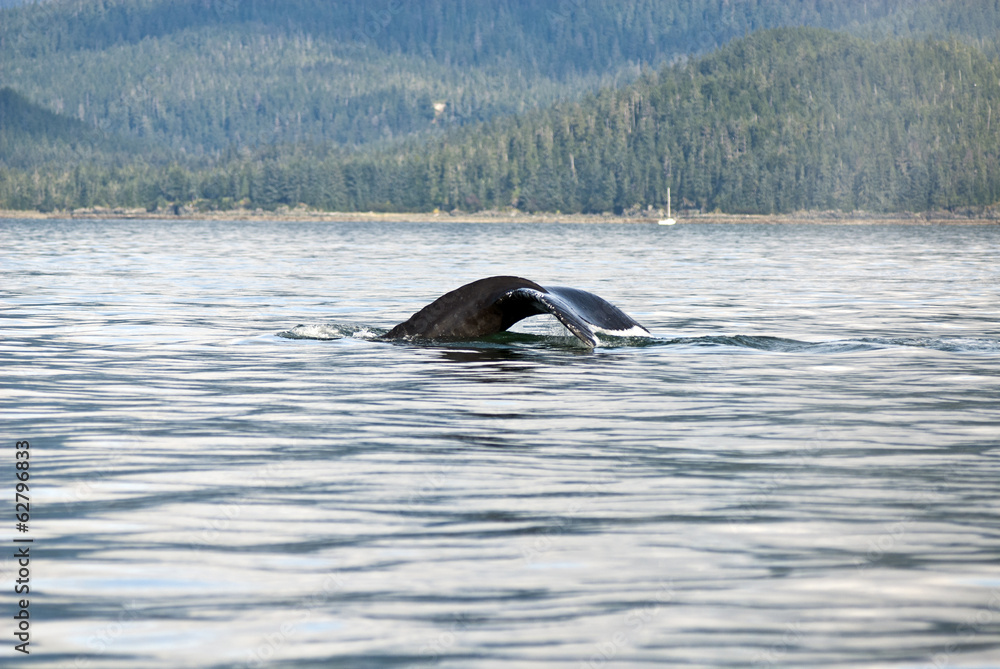Obraz premium Alaska - Juneau - Whale Watching - Humpback Whale Tail