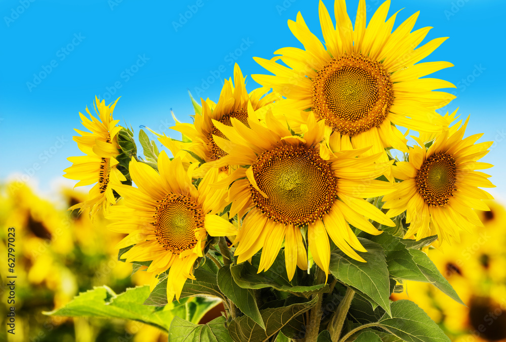 Fototapeta premium sunflower field and blue sky