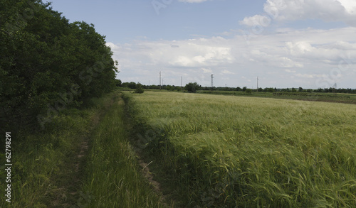 Summertime landscape with wheat field, road and sky