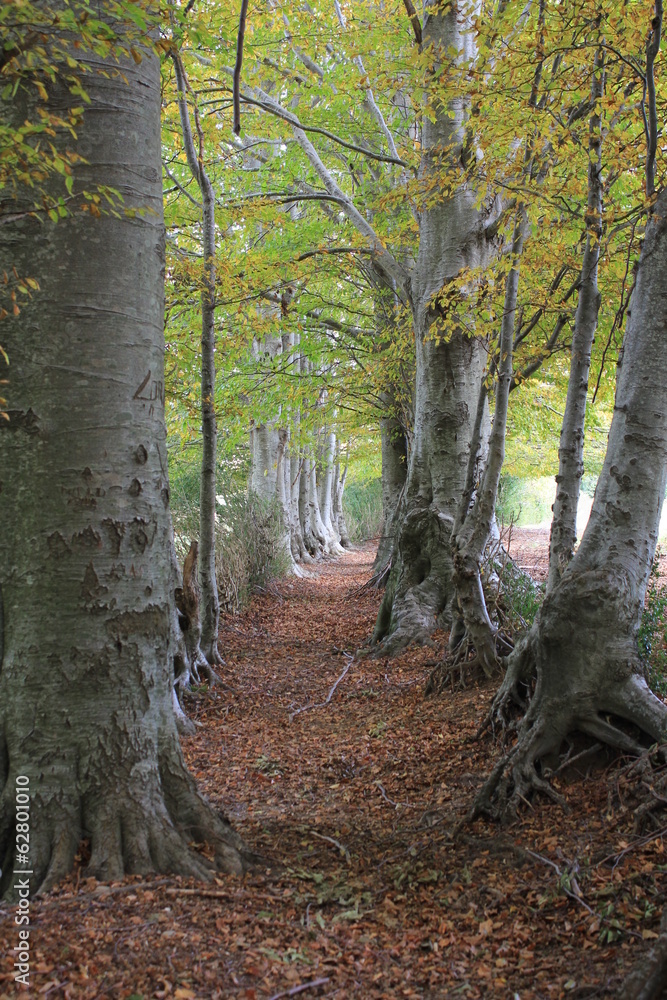 Fototapeta premium Il bosco 2