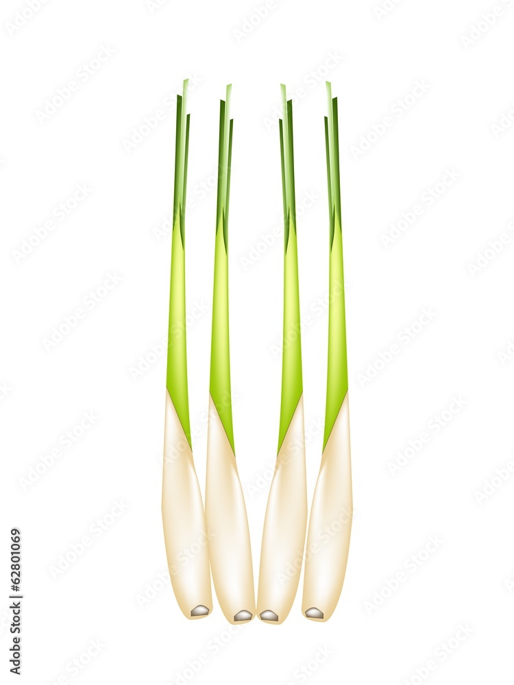Fresh Lemon Grass on A White Background Fresh Lemon Grass on A White Background