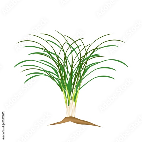 A Fresh Lemon Grass Plant on White Background