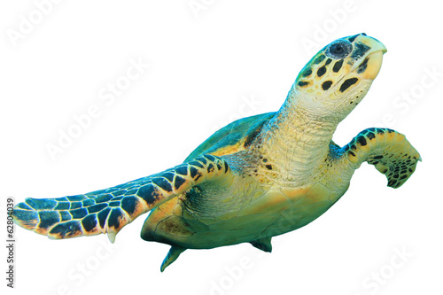Hawksbill Sea Turtle isolated on white photo