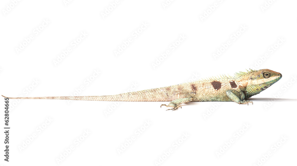 Fototapeta premium Close up chameleon isolated on white background