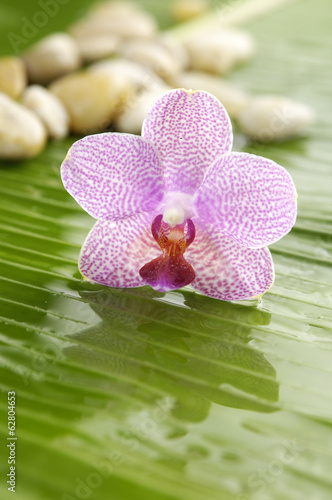 Pile of stones with pink orchid on banana leaf