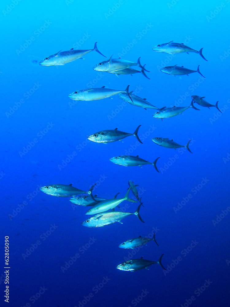 Fototapeta premium Tuna fish in Ocean