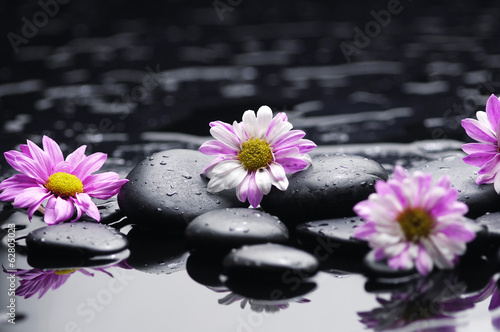 Set of four daisy with stones on wet background