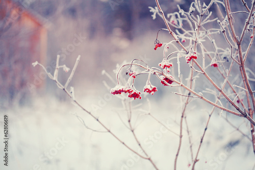 rowan branches covered with hoarfrost