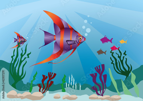 multicolor fish in marine life